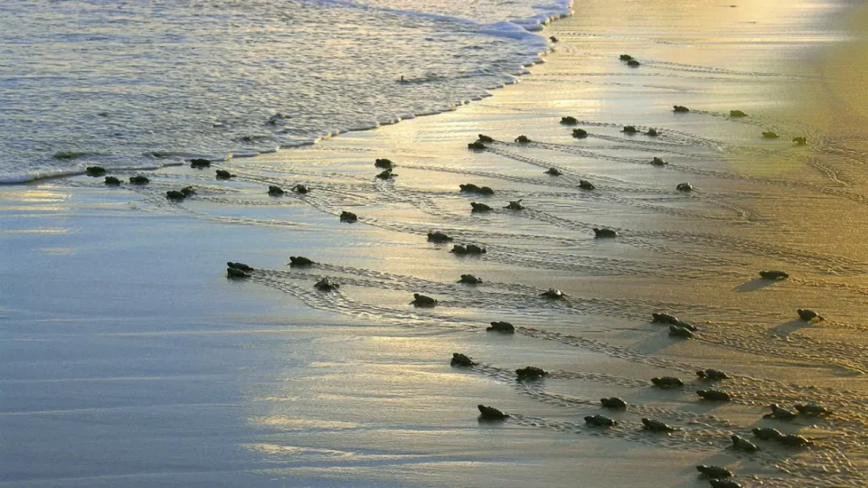Proyecto-Tamar-en-Praia-do-Forte